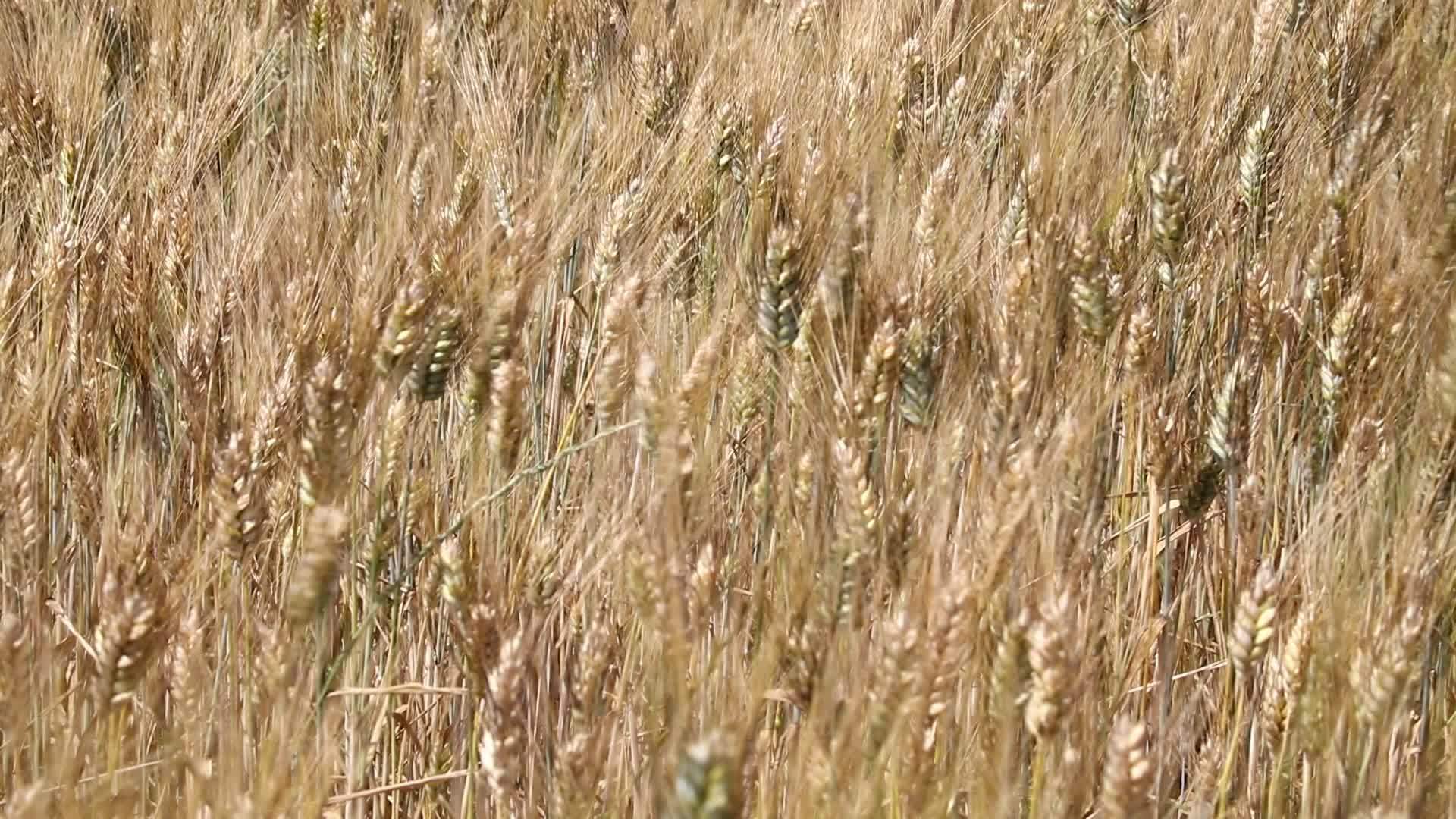 风中成熟小麦田的背景视频的预览图