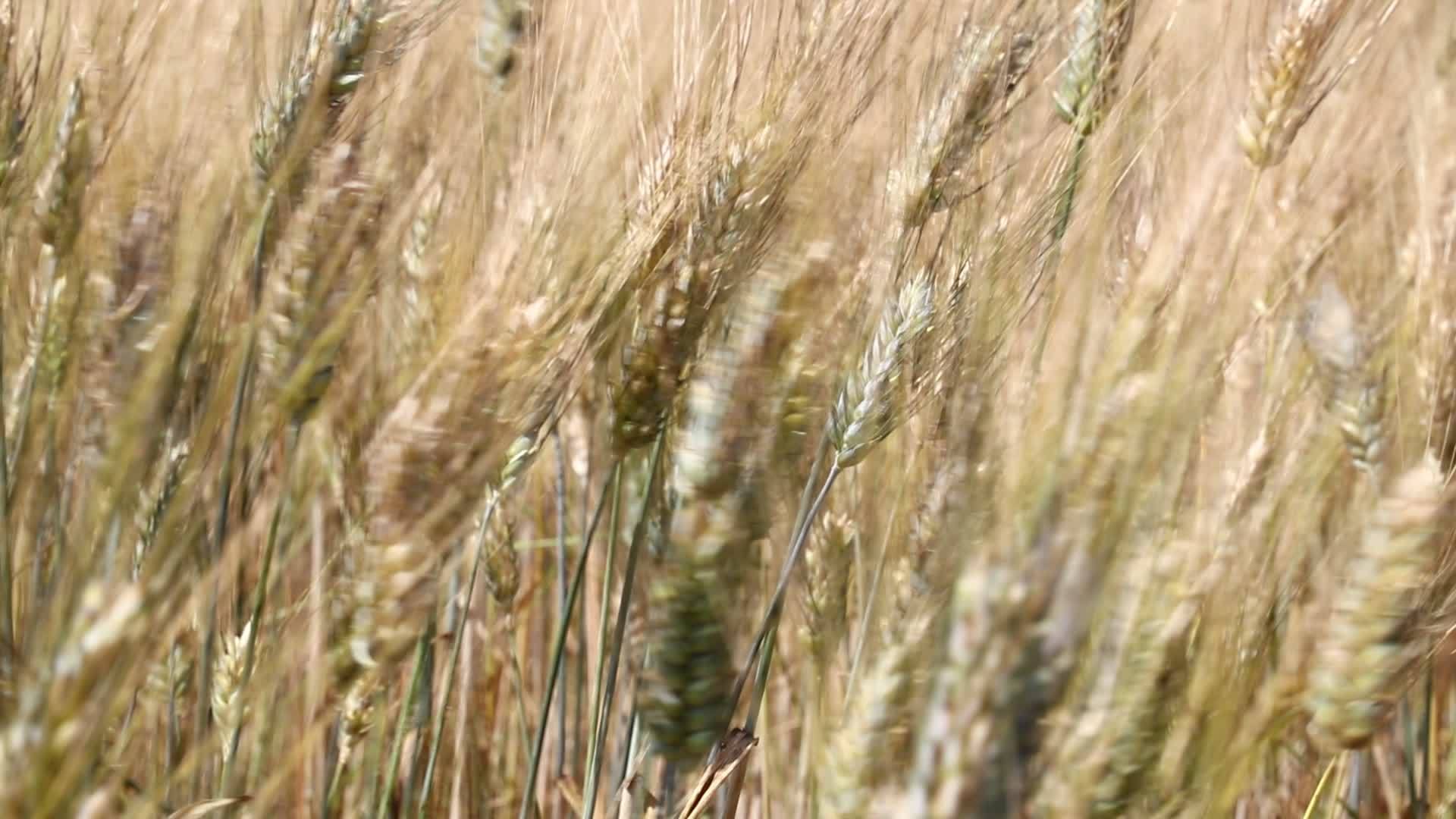 风中成熟小麦田的背景视频的预览图