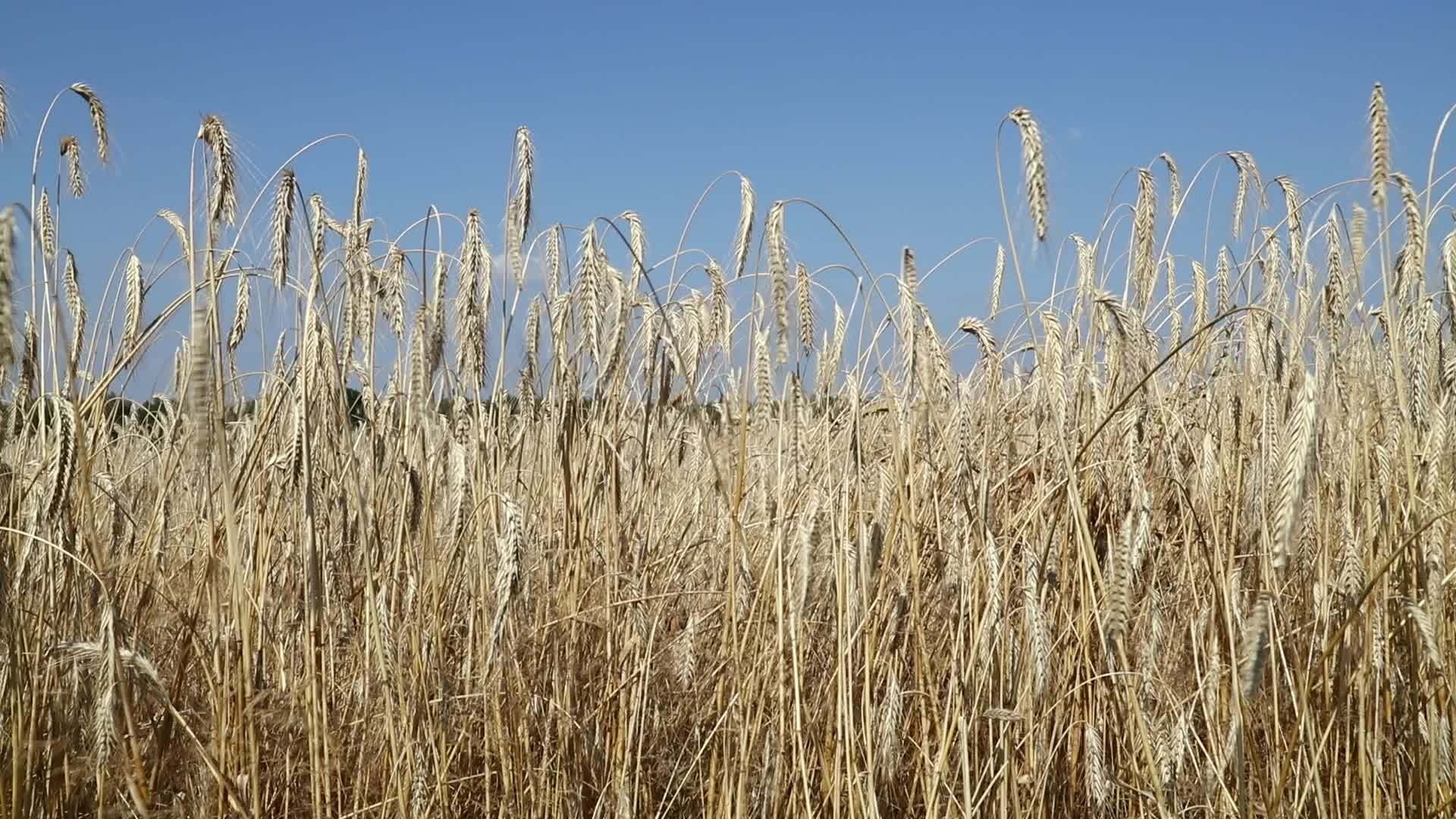 蓝天下风中的小麦田视频的预览图