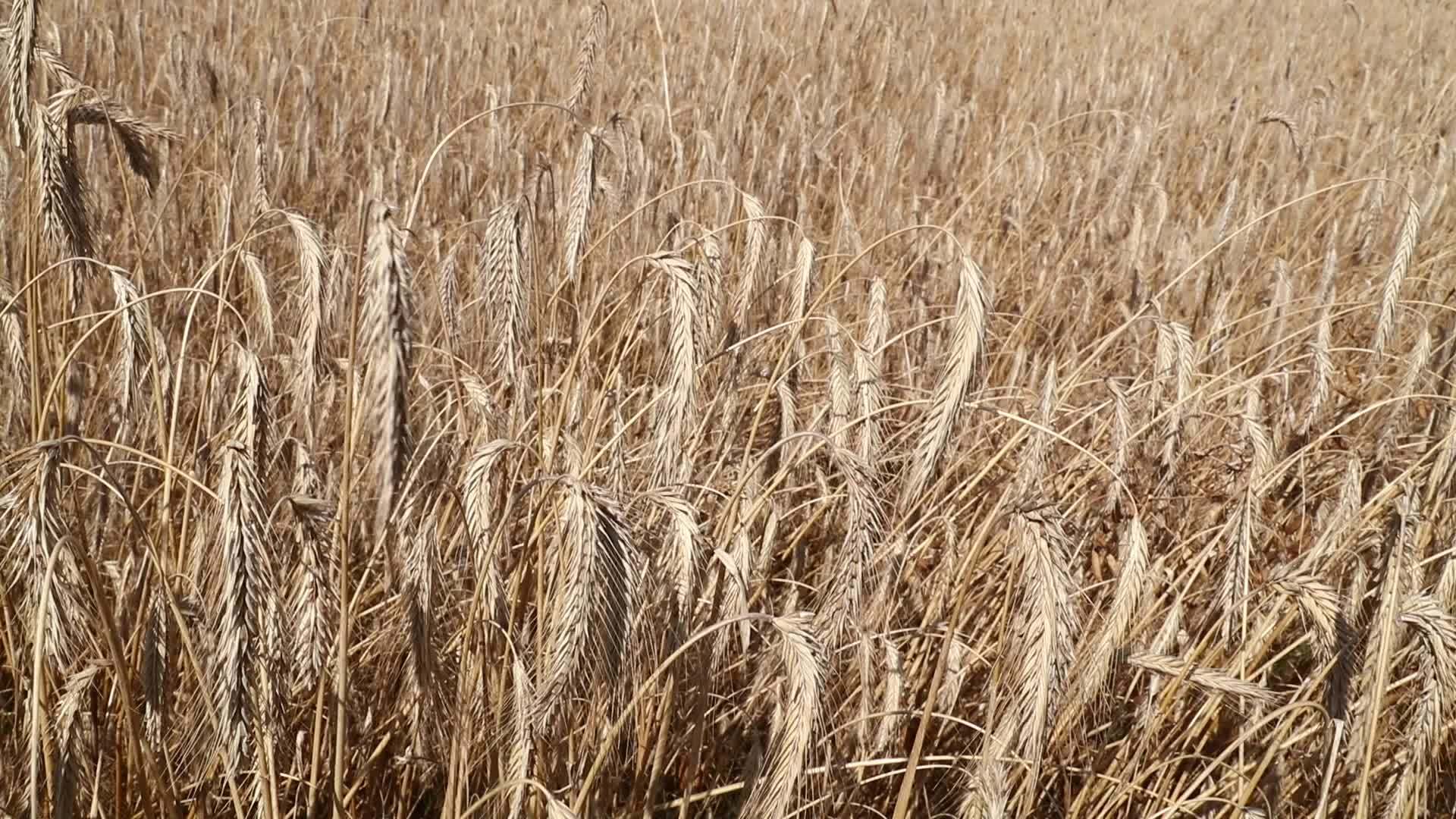 小麦田在风中颤抖视频的预览图