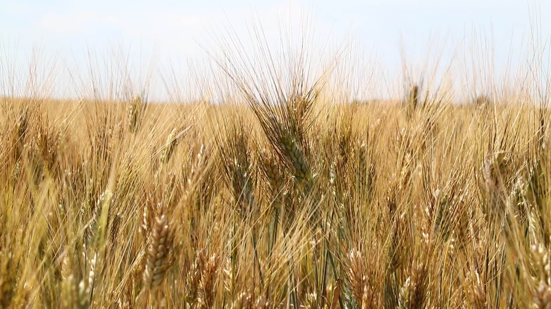 白天风中的小麦田视频的预览图