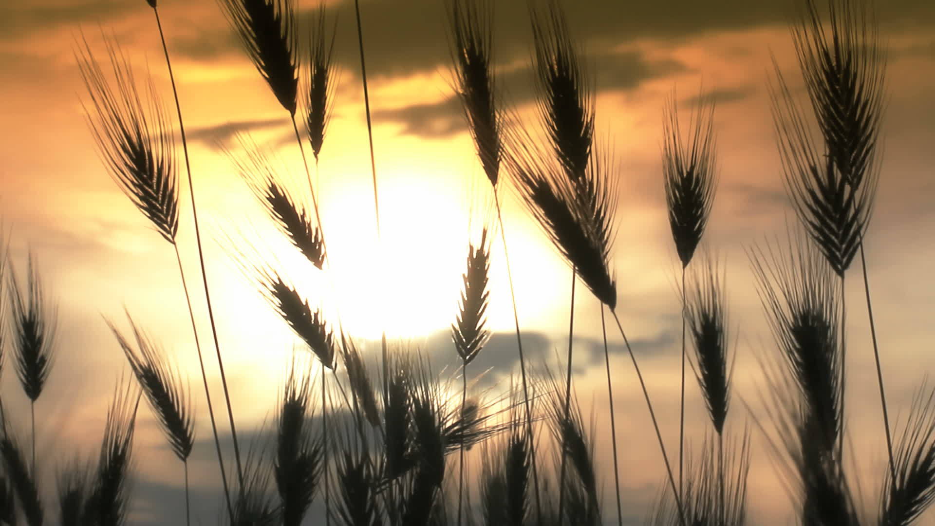 草地的日落视频的预览图