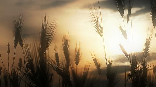 草地的日落视频的预览图