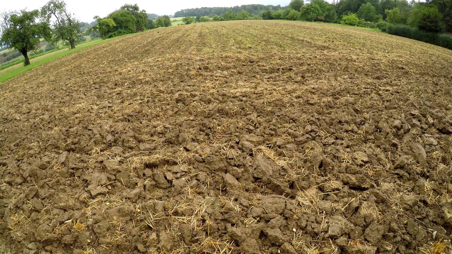 小麦采伐和耕作的稻草残渣视频的预览图