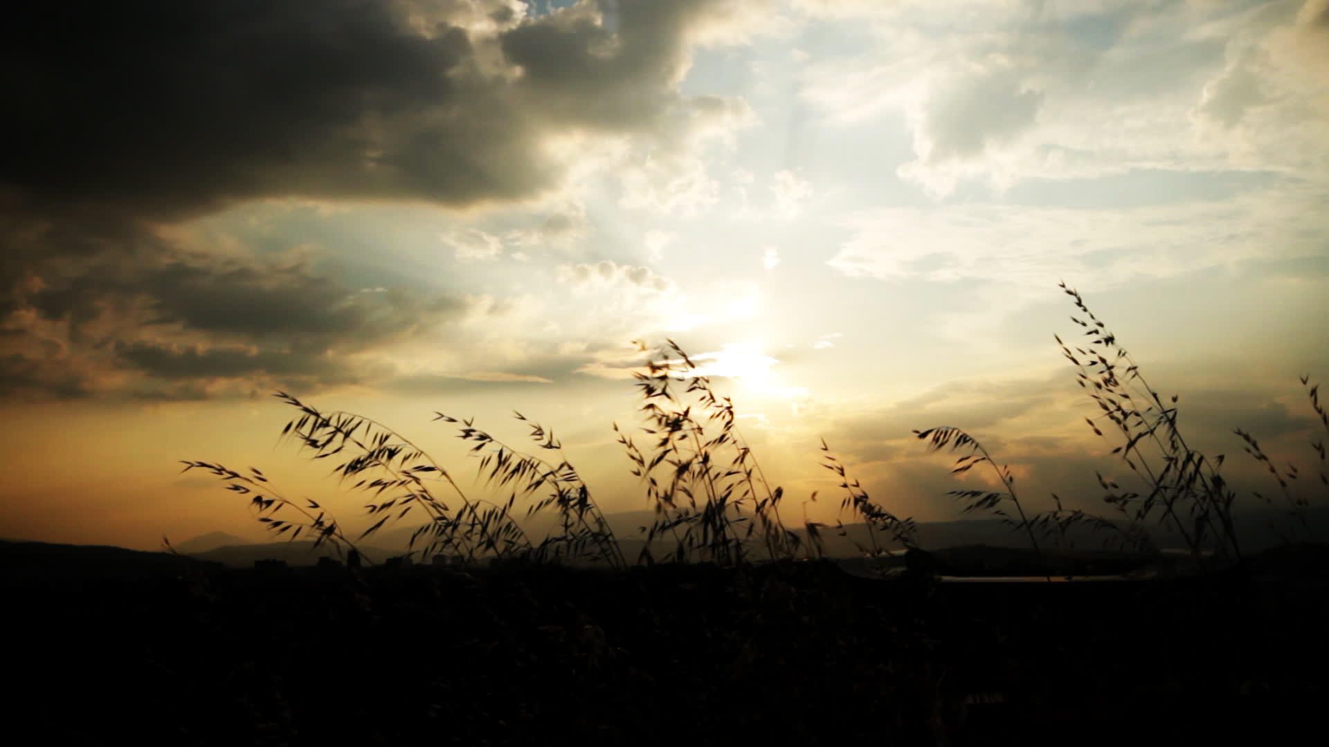 日落草地运动视频的预览图