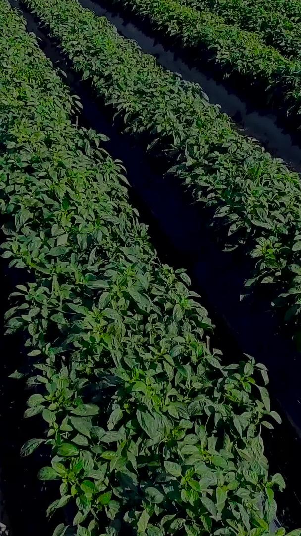 现代农业辣椒种植航拍视频的预览图