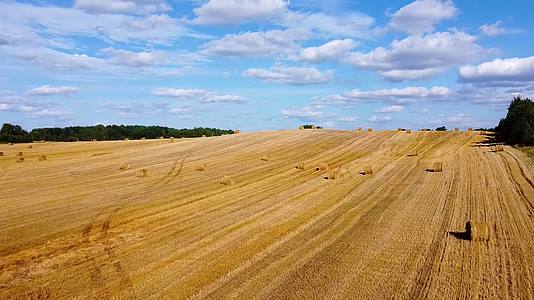无人驾驶飞机飞越大片小麦黄地视频的预览图