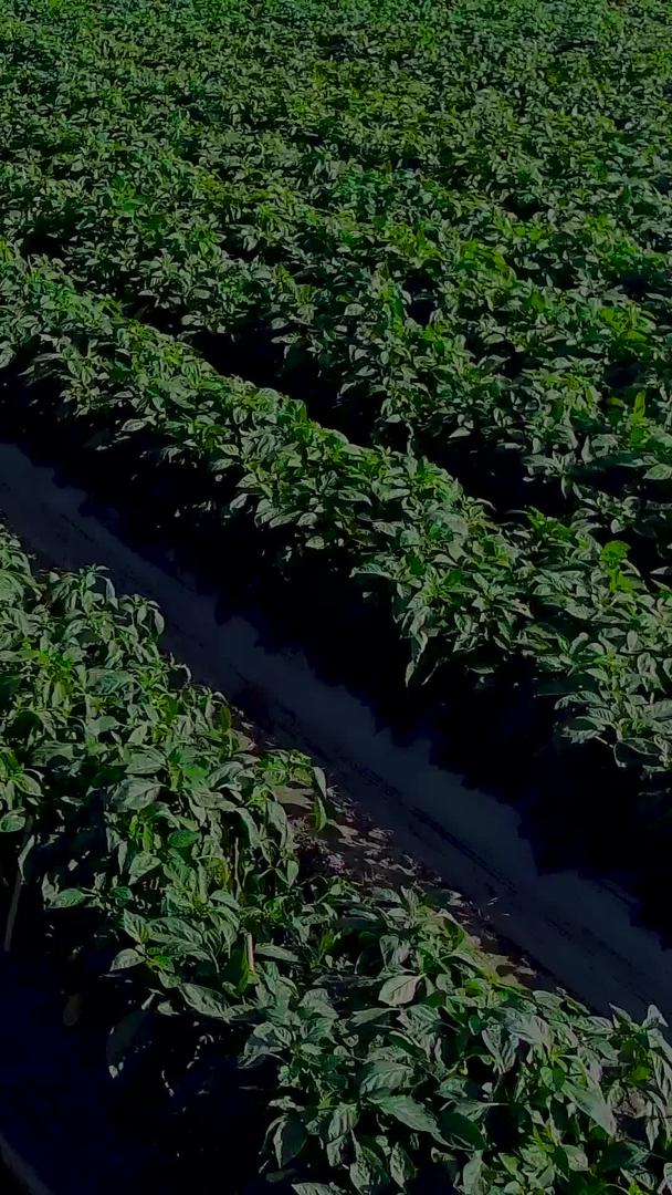 现代农业辣椒种植航拍视频的预览图