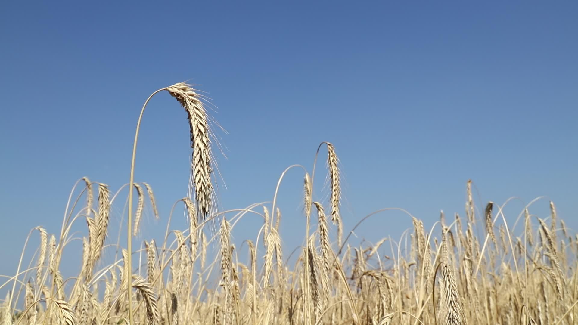 小麦耳朵在蓝天下风中视频的预览图