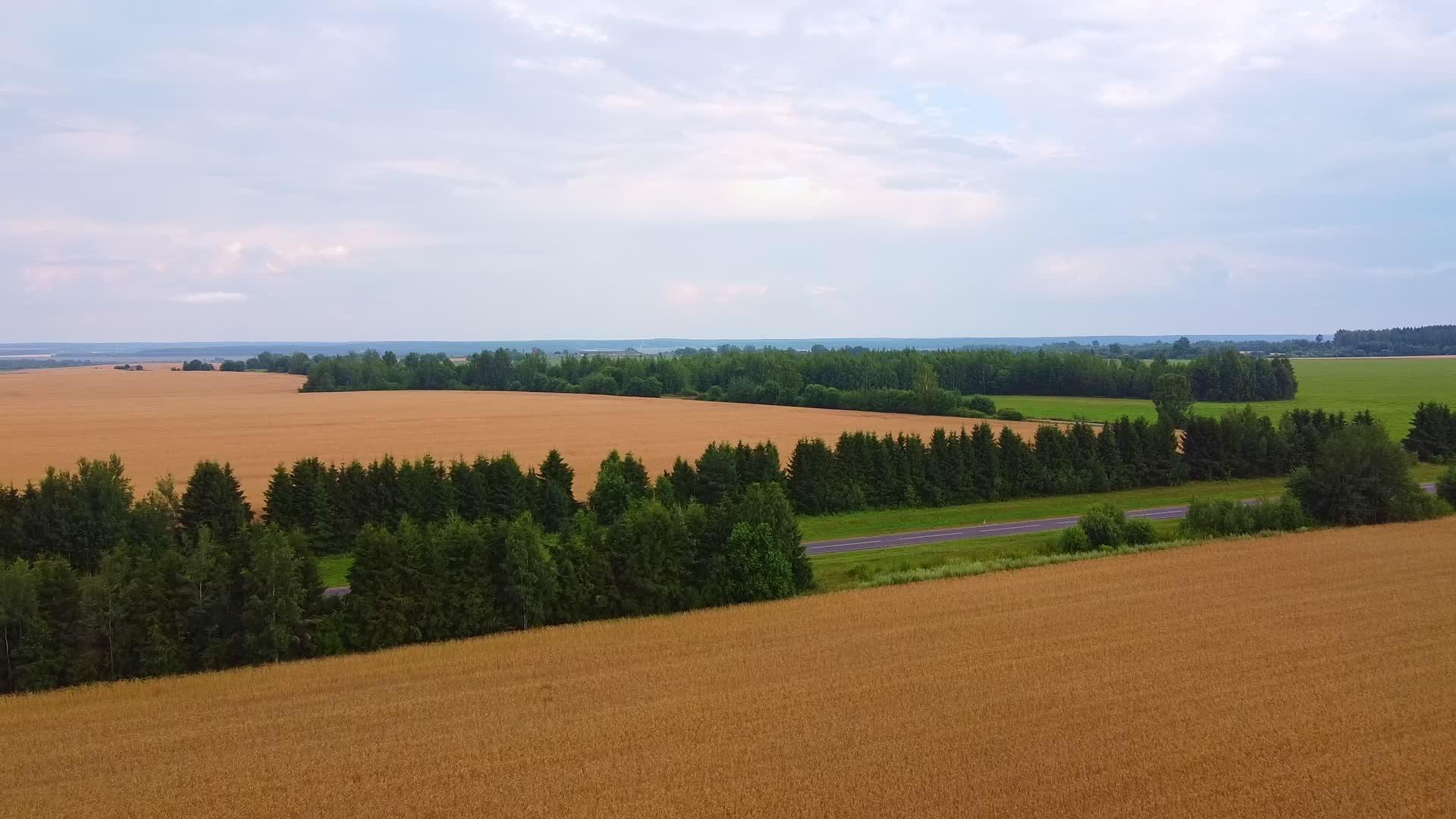 夏天白天在农业小麦田上空飞行视频的预览图