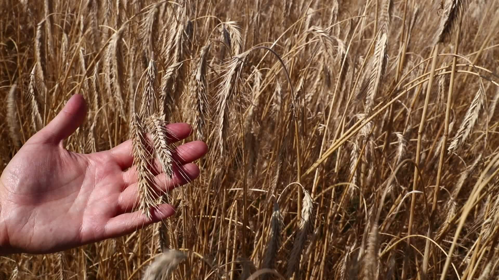 男子手里拿着成熟的小麦耳环视频的预览图