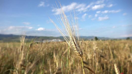 小麦在微风中摇摇欲聋视频的预览图