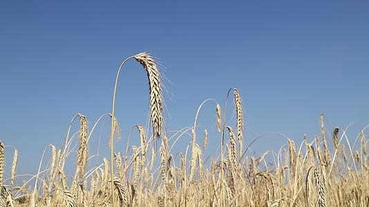 小麦耳朵在蓝天下风中视频的预览图