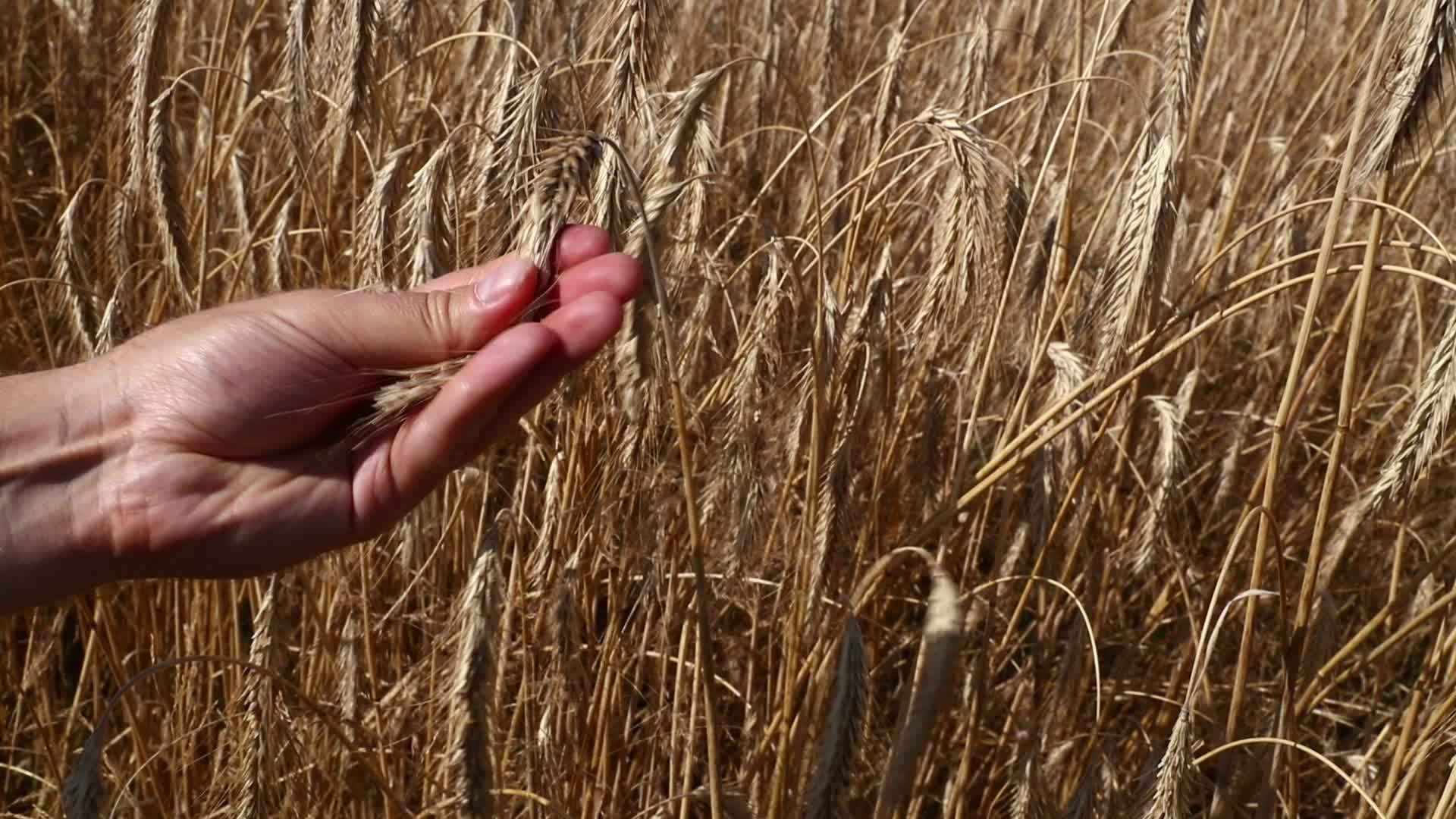 男子手里拿着成熟的小麦耳环视频的预览图