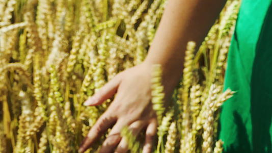 女性手摸成熟的小麦视频的预览图