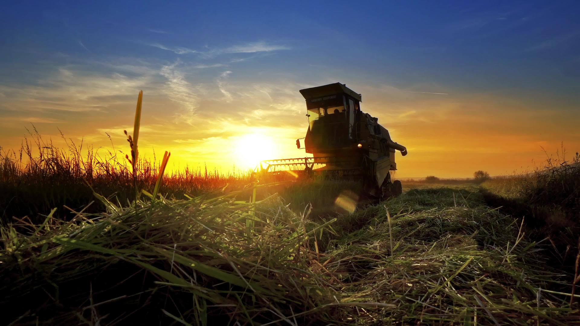 综合收割机在日落时收集小麦作物视频的预览图