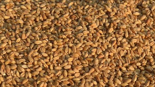 早晨无缝小麦粒纹理图案在阳光下自然干燥生有机食品谷物视频的预览图
