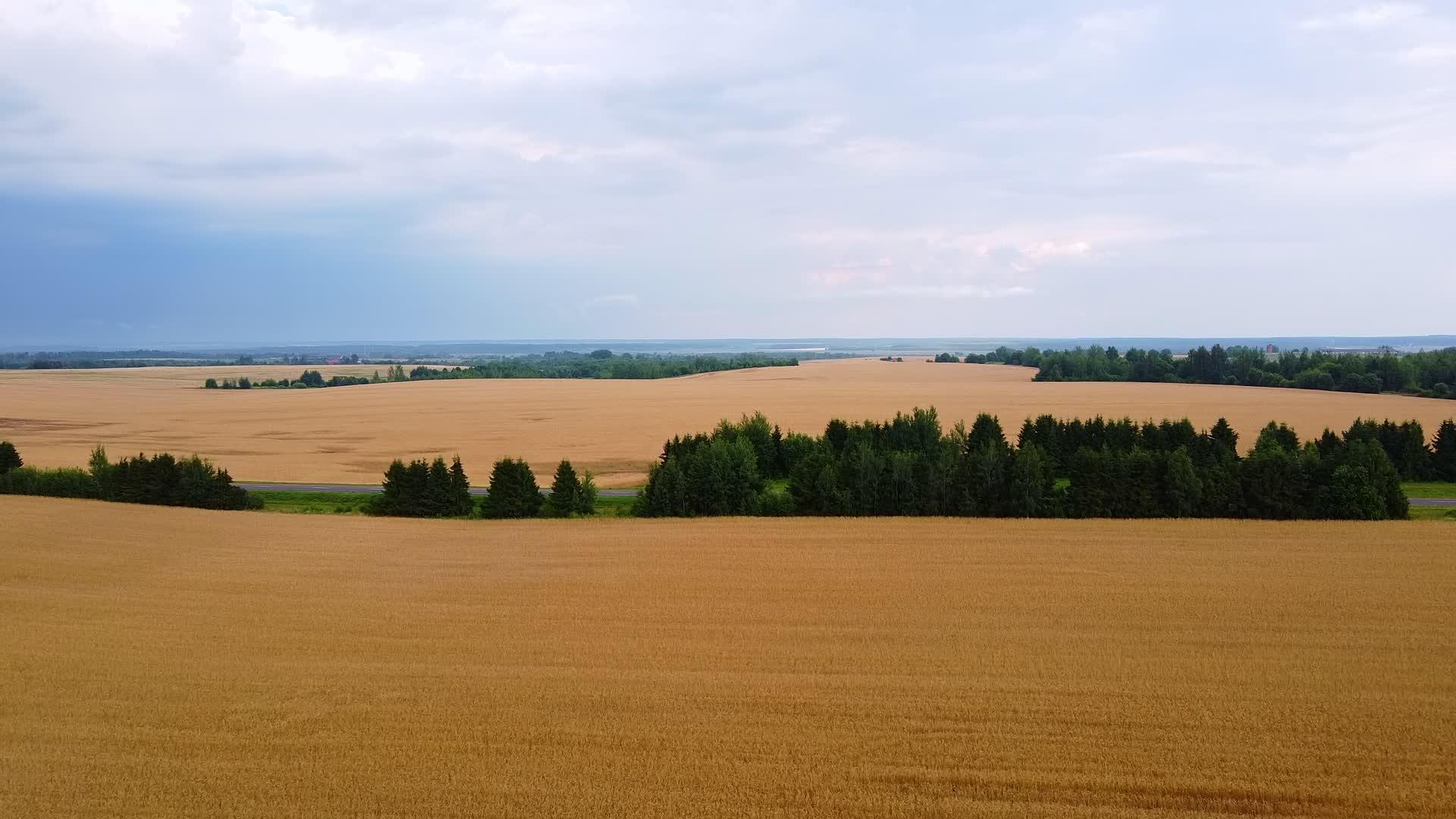 夏天的一天无人驾驶飞机飞越小麦田视频的预览图