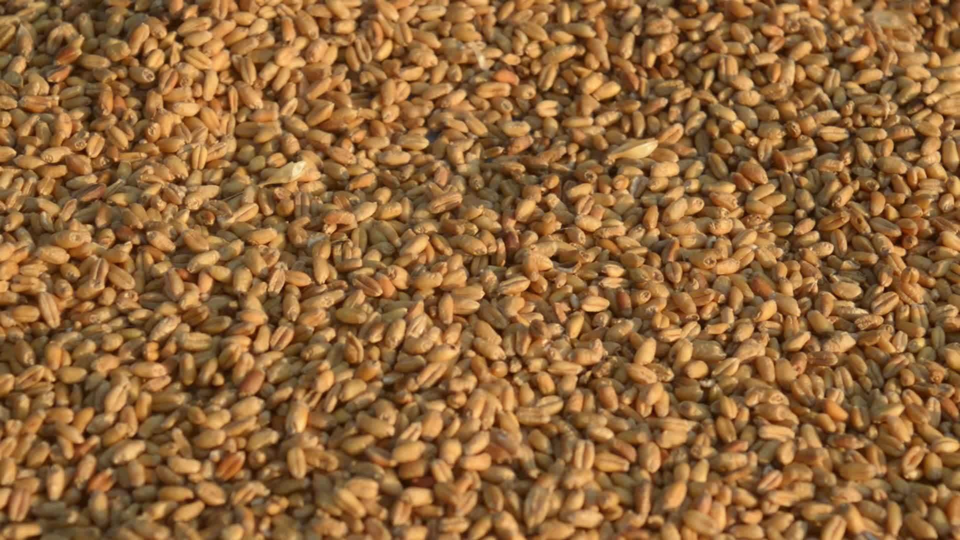 早晨无缝小麦粒纹理图案在阳光下自然干燥生有机食品谷物视频的预览图