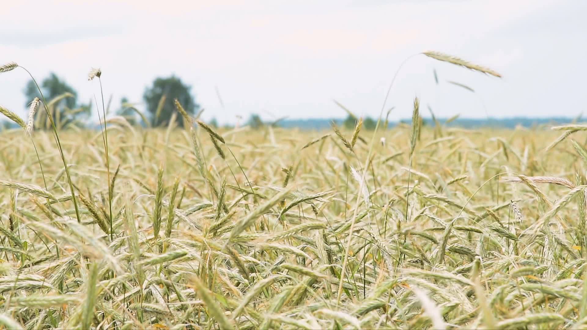 小麦田作物的耳朵在风中摇摆视频的预览图
