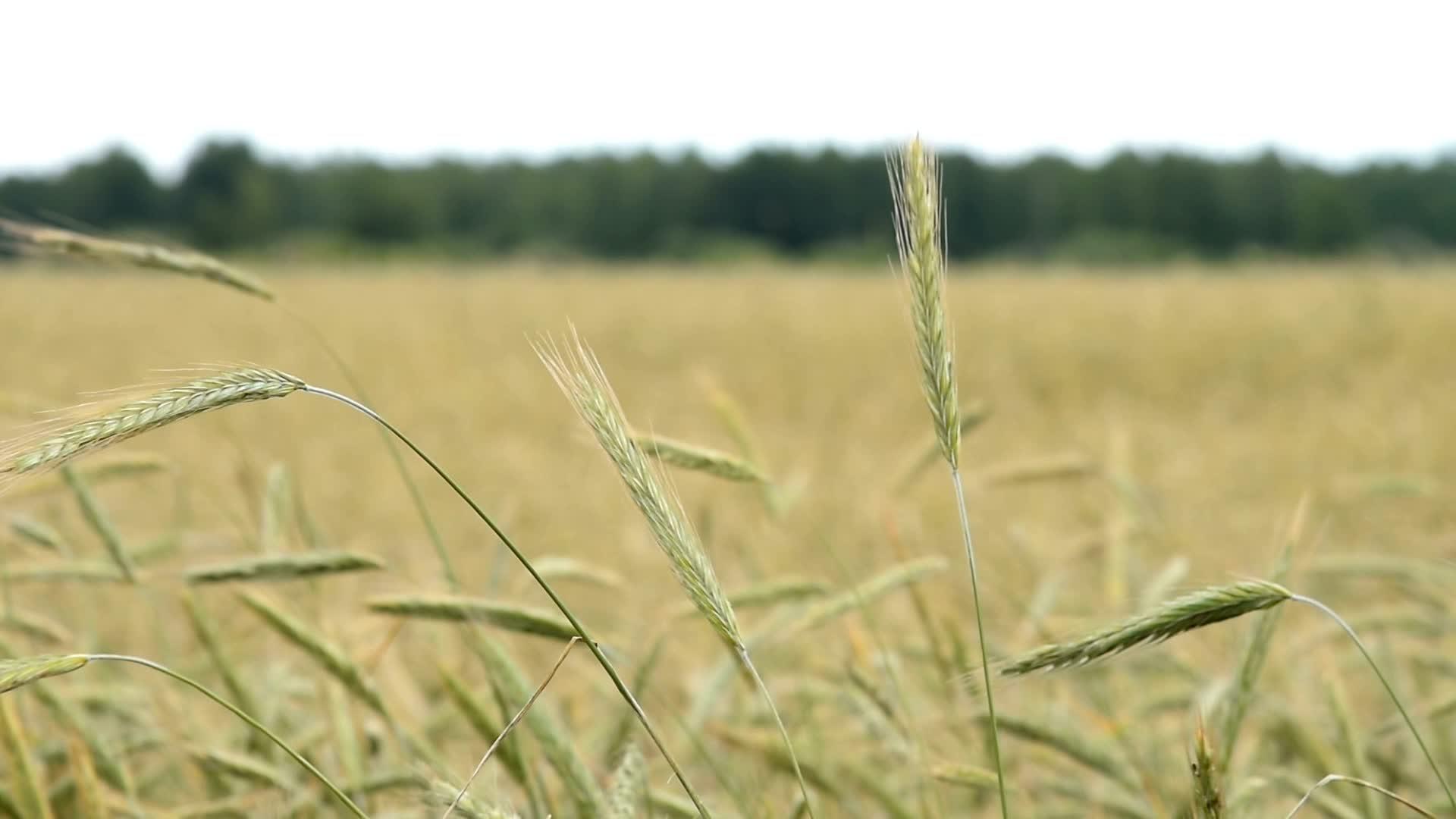 小麦的耳朵在风中摇晃视频的预览图