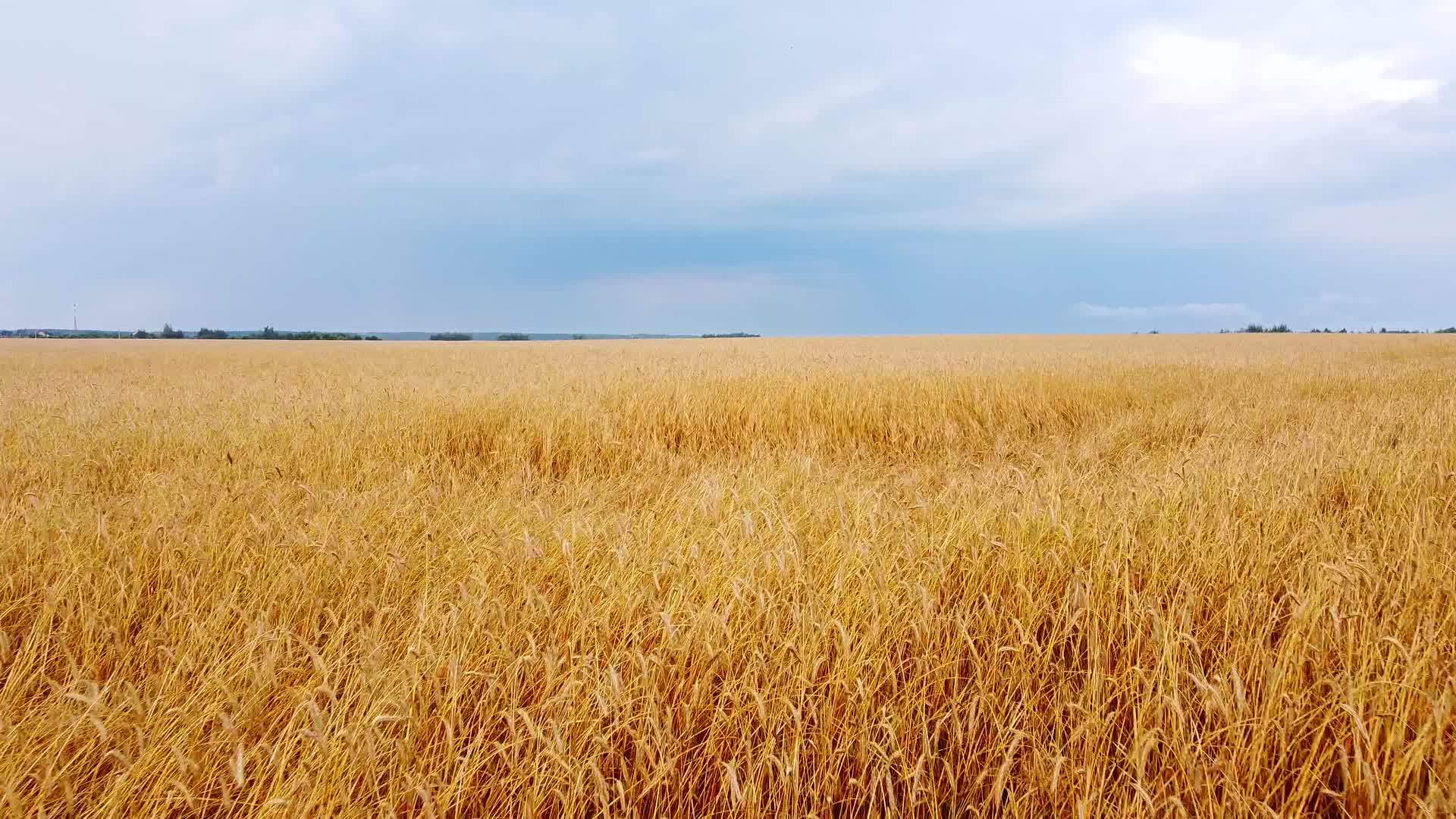 飞过美丽的自然小麦田视频的预览图
