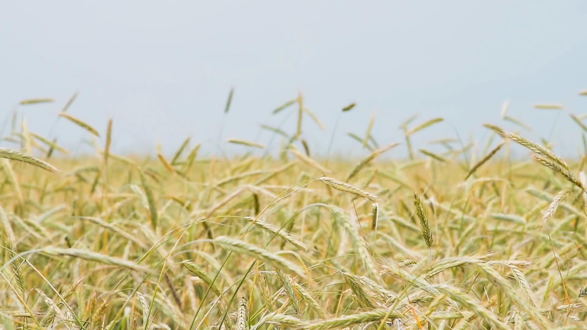 小麦的金耳朵在风中摇晃视频的预览图