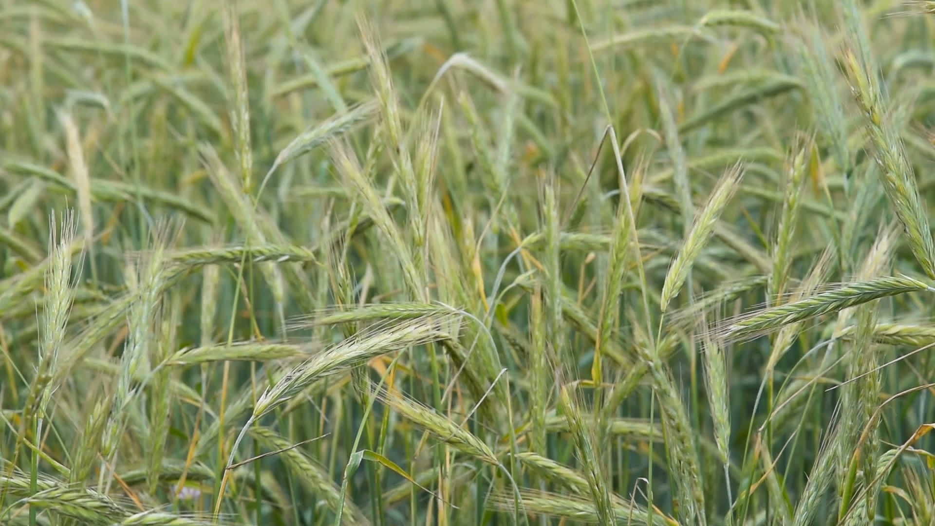 风中摇动绿小麦视频的预览图