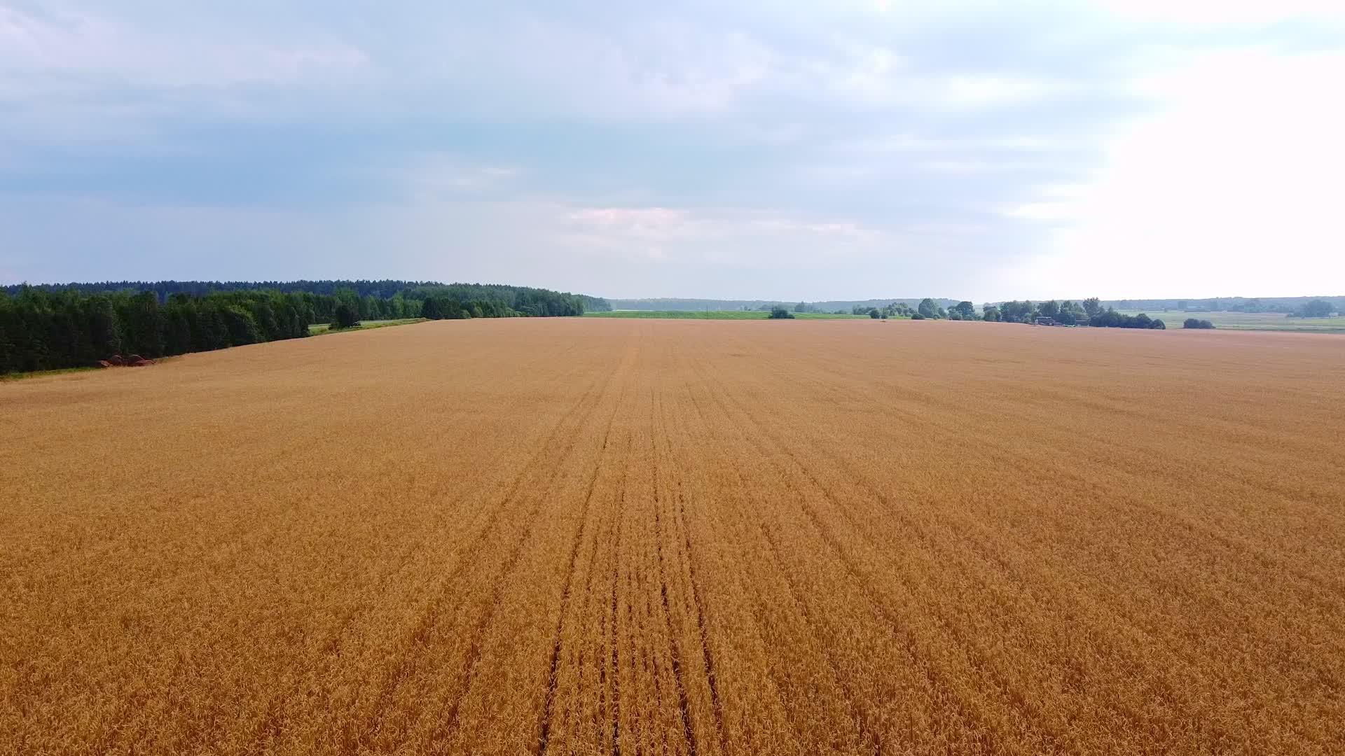 在黄色麦田上拍摄无人机照片用于拍摄生态概念视频的预览图