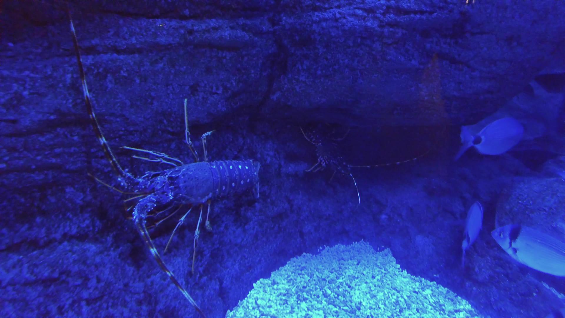 海洋水族馆的海德拉克斯rinatus视频的预览图