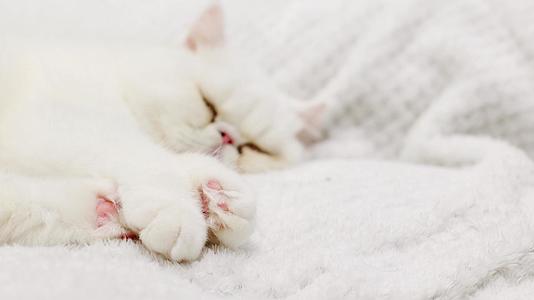 萌宠物可爱猫咪睡觉视频的预览图