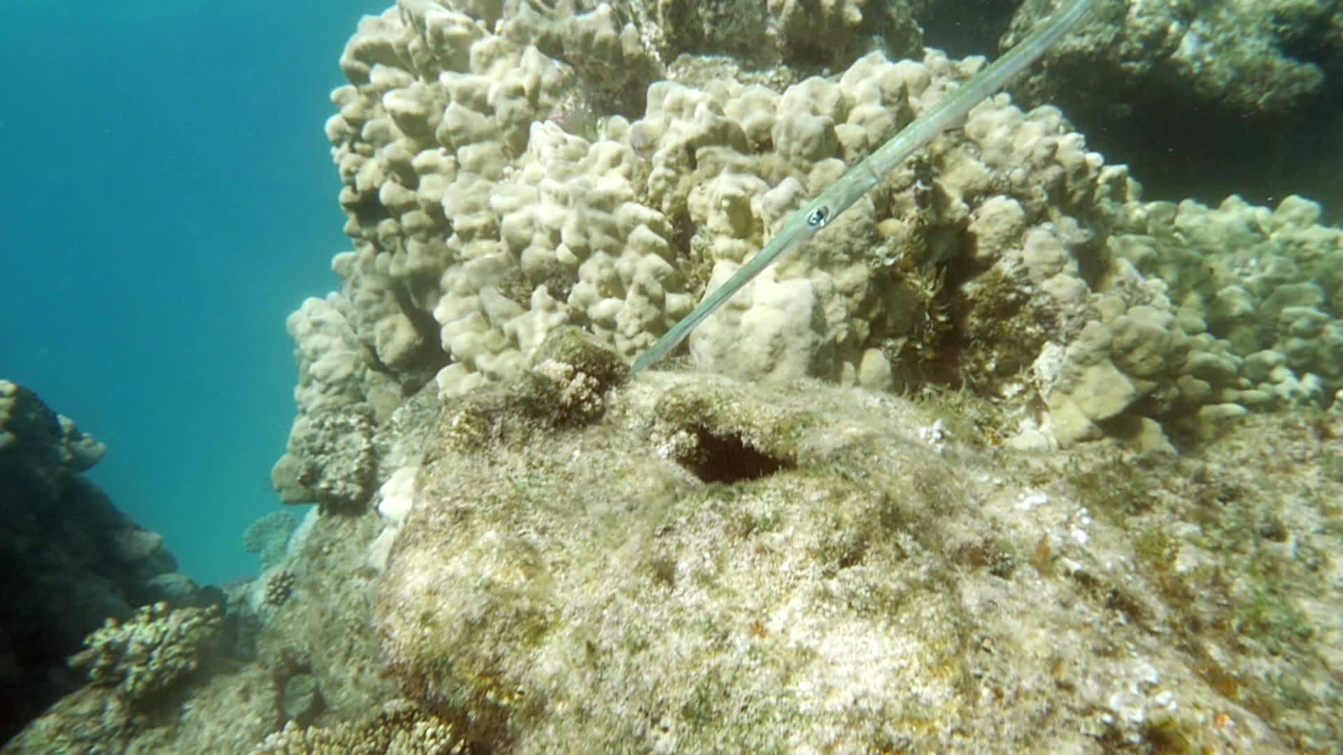 水管鱼珊瑚礁居民视频的预览图