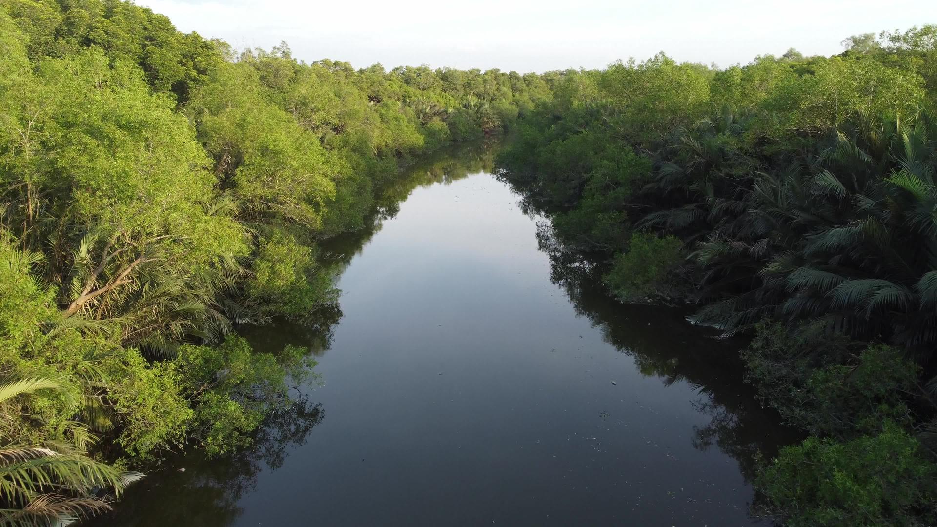 在河中与红树棕榈树尼帕一起移动视频的预览图