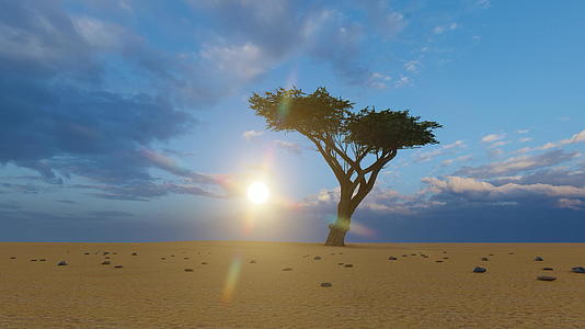 日落时在沙漠中间的一棵单树上视频的预览图