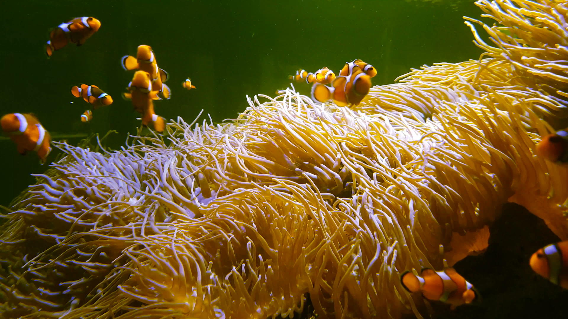 在海里游泳的小丑鱼阿尼蒙在五颜六色的健康珊瑚礁上视频的预览图