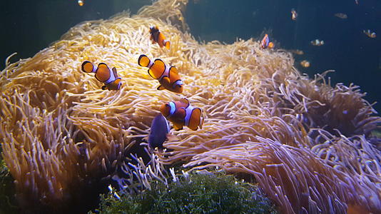 在海里游泳的小丑鱼阿尼蒙在五颜六色的健康珊瑚礁上视频的预览图