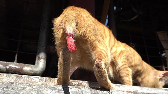 受伤后尾巴的黄猫视频的预览图