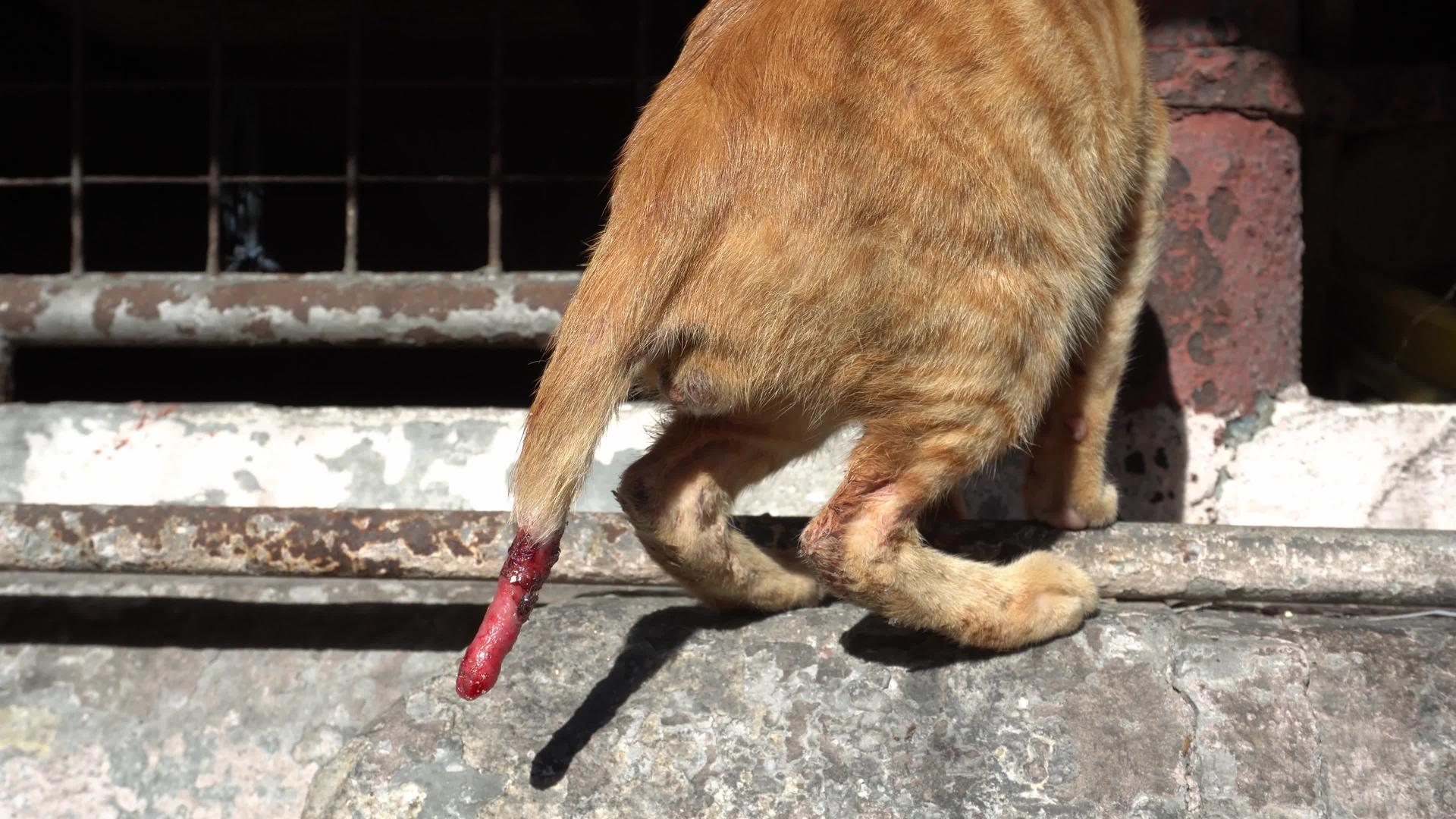 一只猫的尾巴受伤了视频的预览图