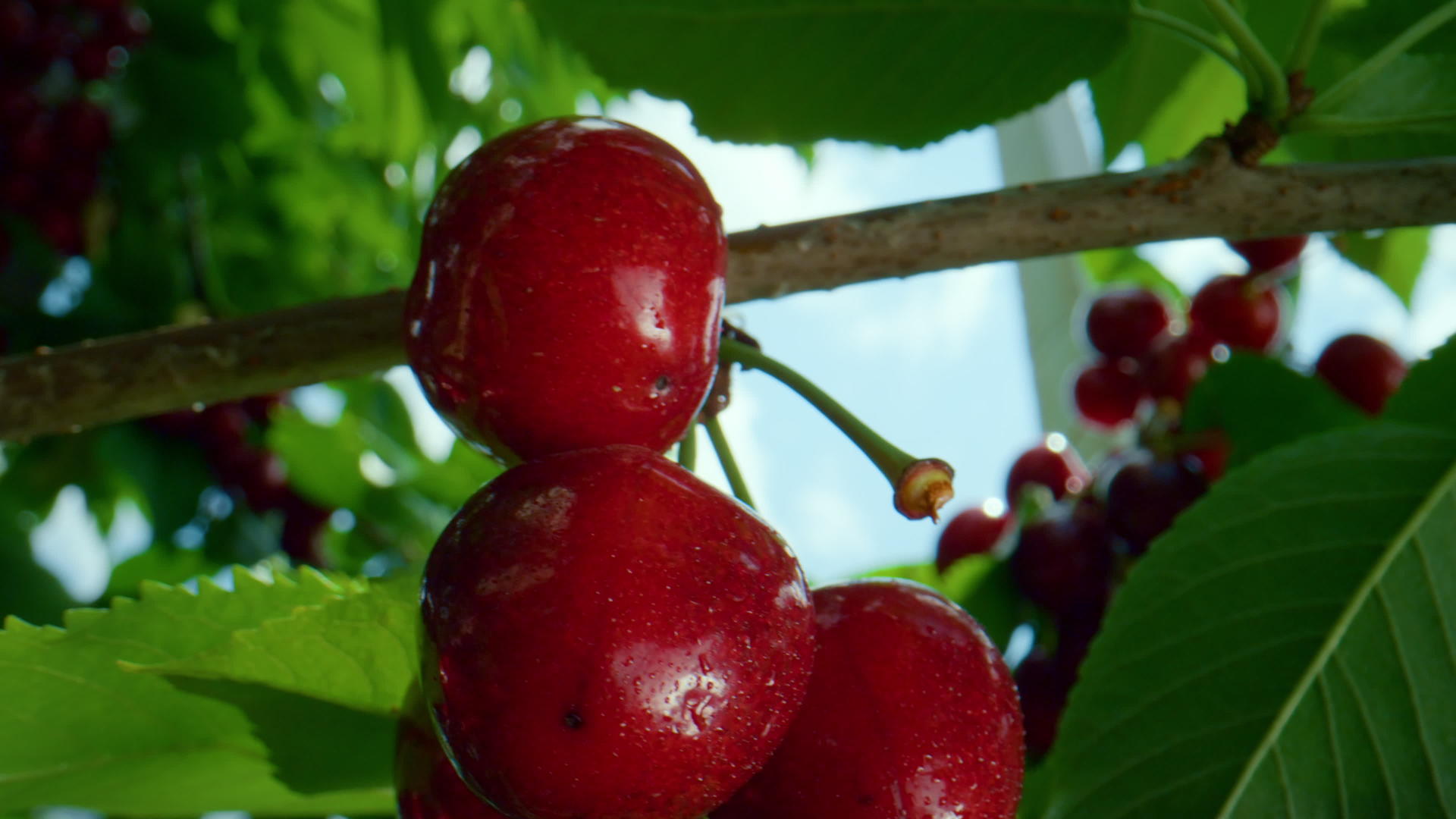 成熟的红樱桃果实挂枝视频的预览图