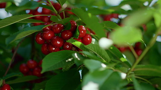 红樱桃果串在叶子里视频的预览图