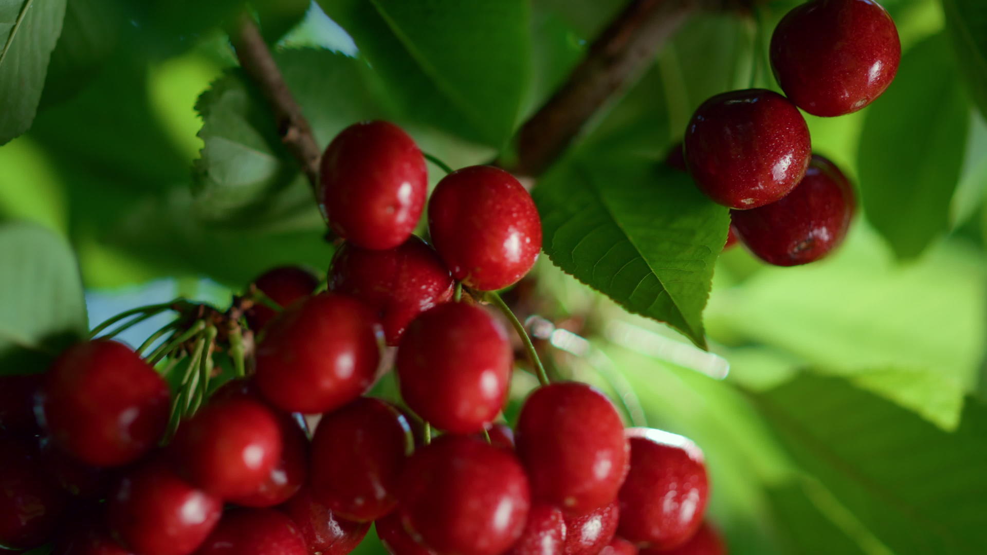 夏季樱桃浆果分支成熟树特写树视频的预览图