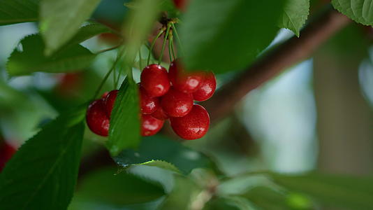 红樱桃果实挂在树枝特写镜头上视频的预览图