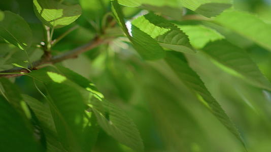 夏季分支树的背景叶特写视频的预览图