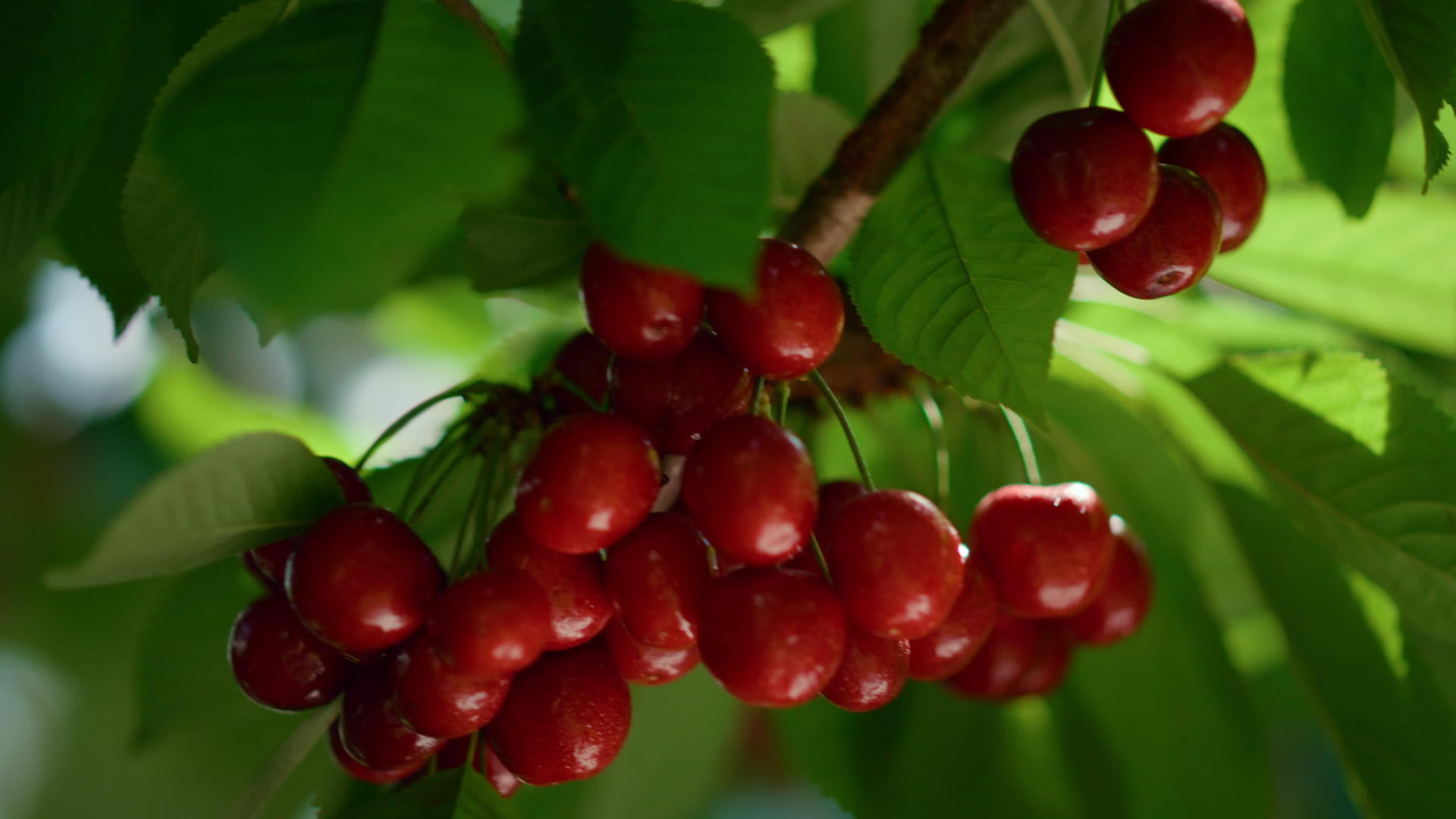 准备在树上收获多汁的成熟水果串视频的预览图