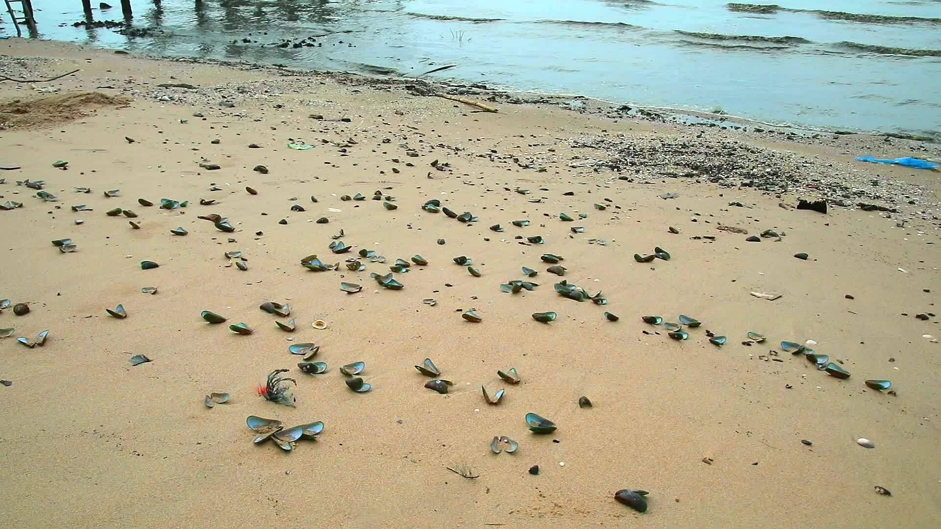 全球变暖导致海温升高1导致海滩炮弹死亡1视频的预览图