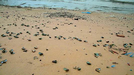 由于全球变暖贝壳在海滩上死亡视频的预览图