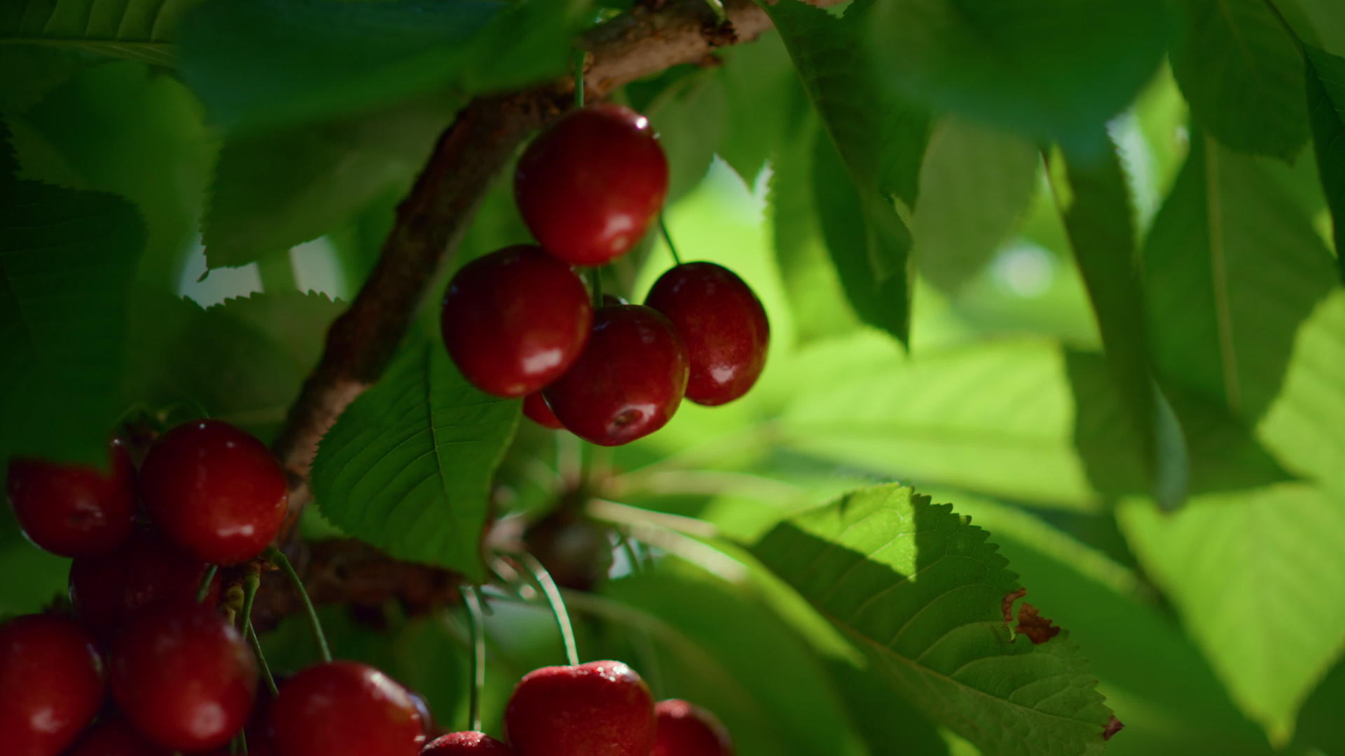 有机樱桃叶分支树在农场种植园内视频的预览图