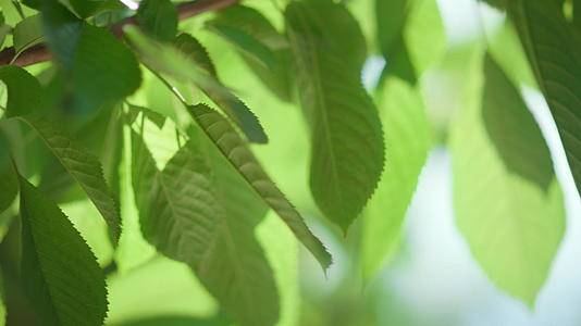 夏季太阳光特写镜头叶果树分支视频的预览图