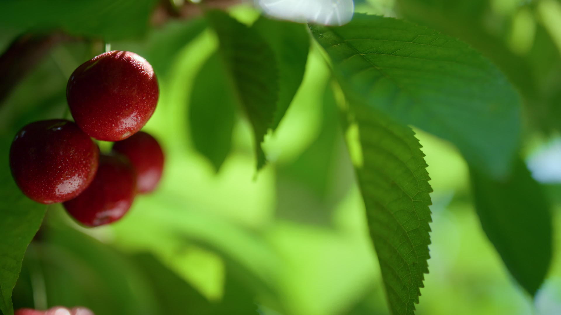 鲜美的红樱桃束挂树视频的预览图