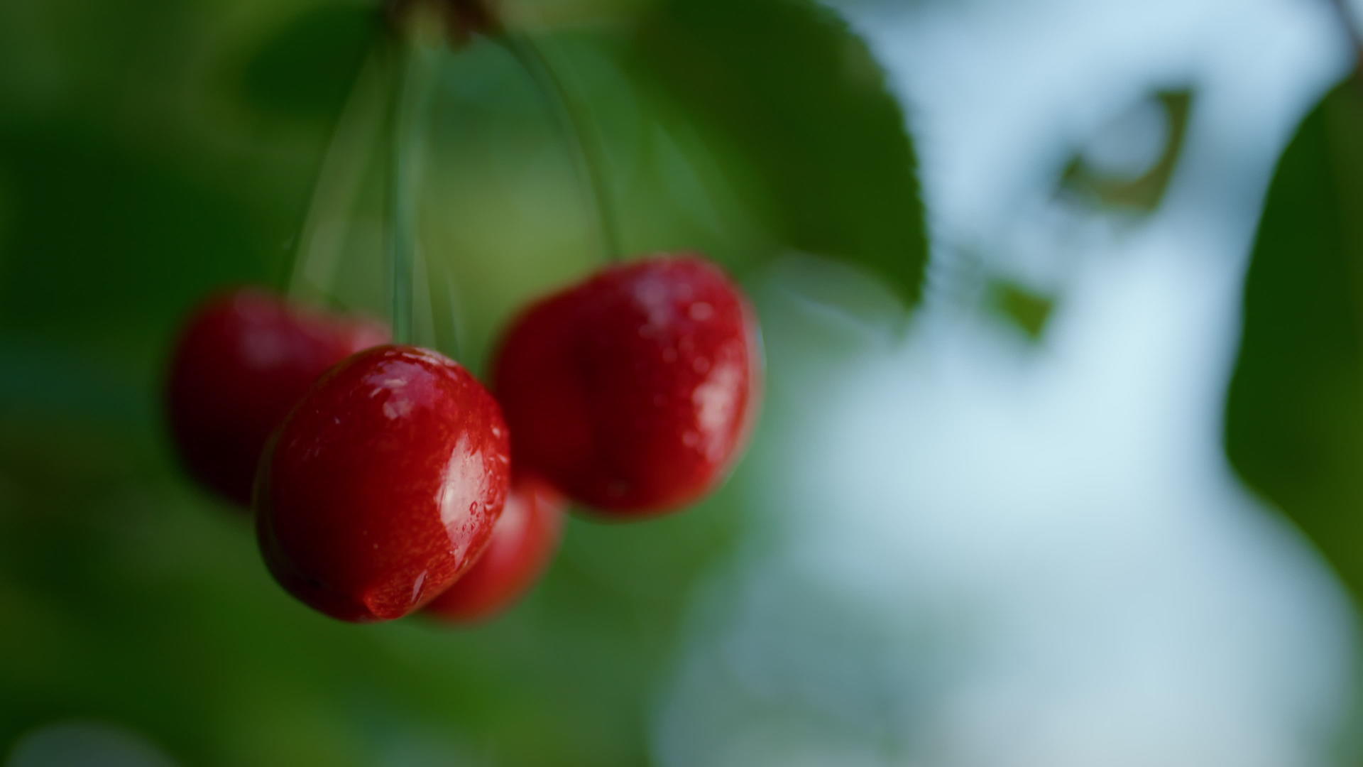 湿甜樱桃果实挂树视频的预览图